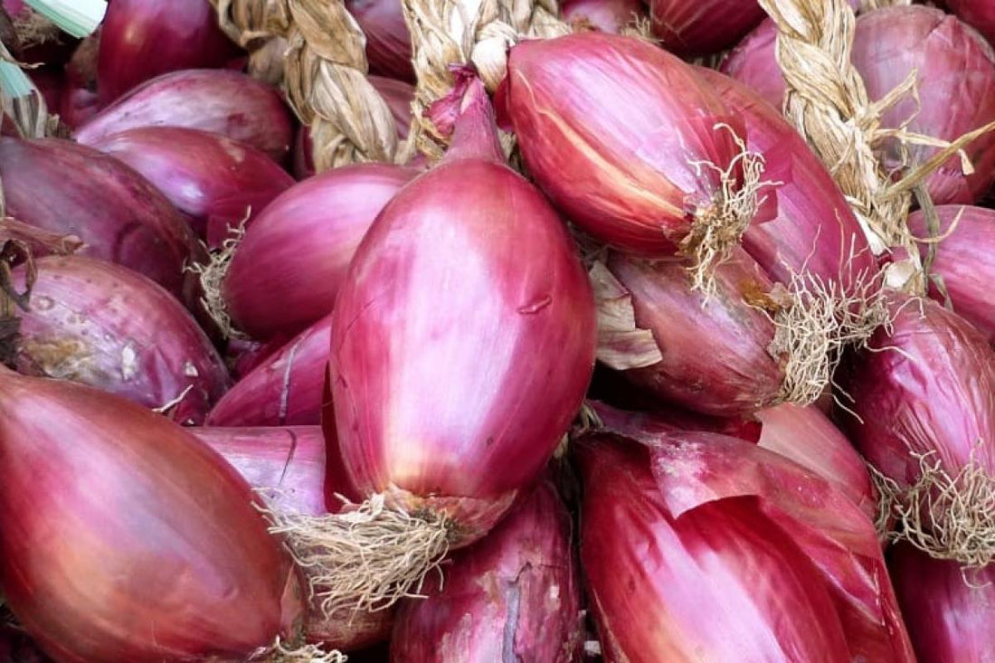Cipolla rossa di Tropea: storia e proprietà benefiche che la rendono amata da tutti