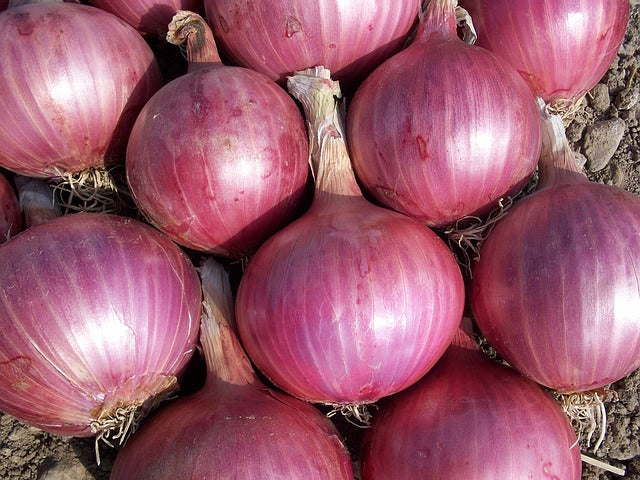 La Calabrese tonda e lunga: differenze tra le cipolle rosse di Tropea
