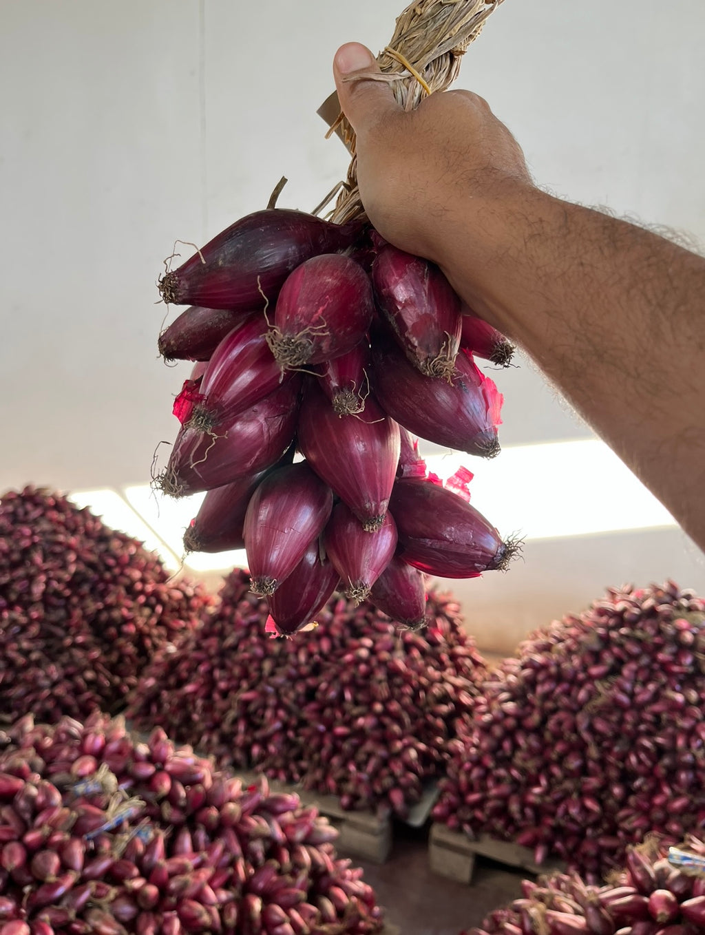 Cipolla Rossa di Tropea Calabria IGP - In Treccia