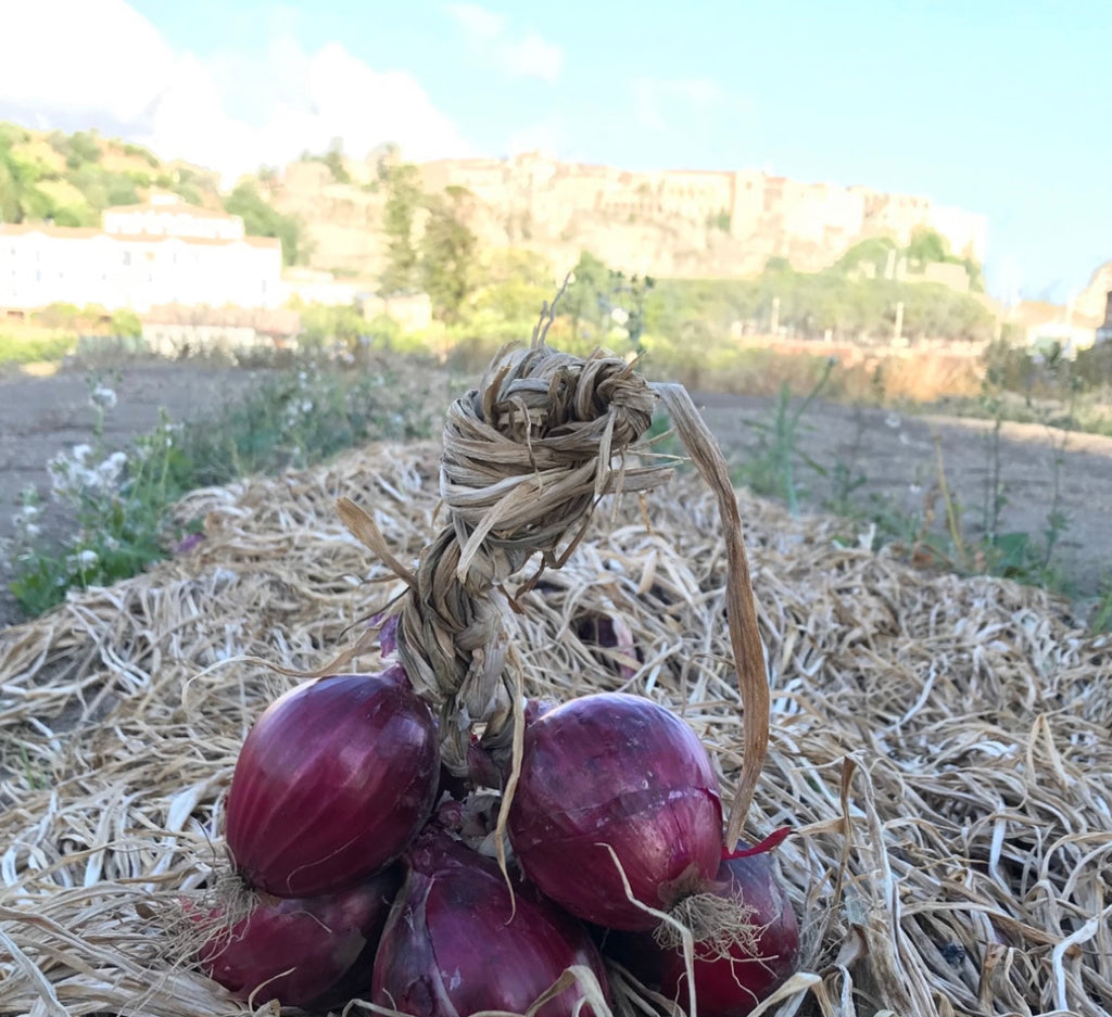 Treccia di cipolla rossa Tropea IGP in raccolta, sullo sfondo la rocca con il centro storico di Tropea.
